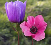 Anemone coronaria