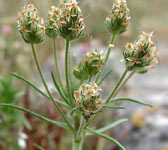 Plantago afra