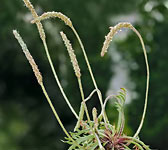 Plantago coronopus