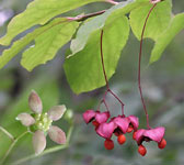 Euonymus latifolius