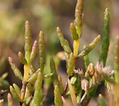 Salicornia europaea