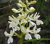 Orchis provincialis