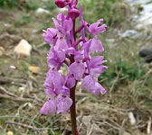 Orchis olbiensis