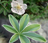 Potentilla alchemilloides