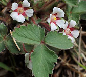 Potentilla micrantha