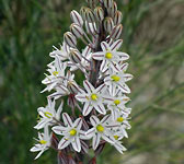 Drimia maritima