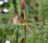 Equisetum sylvaticum