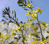 Brassica montana