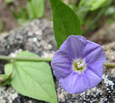 Convolvulus siculus