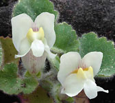 Asarina procumbens