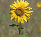 Helianthus annuus