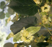 Tilia cordata