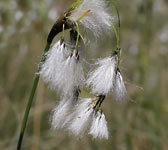 Eriophorum latifolium