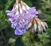 Vicia orobus