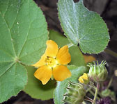 Abutilon theophrasti