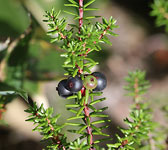 Empetrum nigrum