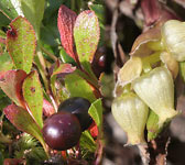 Arctostaphylos alpina