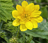 Adonis pyrenaica