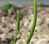 Myosurus minimus