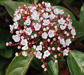 Viburnum tinus