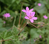 Erodium chium