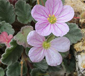 Erodium corsicum