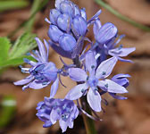 Hyacinthoides italica