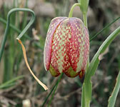 Fritillaria involucrata