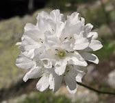 Armeria leucocephala