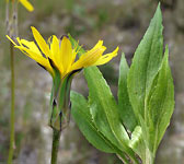 Scorzonera hispanica