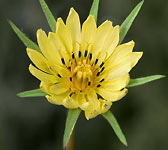 Tragopogon pratensis subsp. minor