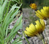 Hieracium staticifolium