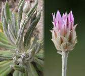 Xeranthemum inapertum