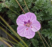 Erodium foetidum