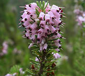 Erica multiflora