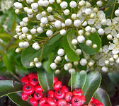 Pyracantha coccinea