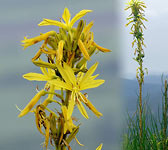 Asphodeline lutea