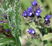 Anchusa undulata