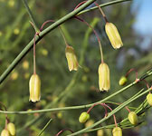 Asparagus officinalis