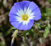 Convolvulus tricolor