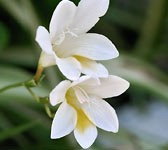 Freesia alba