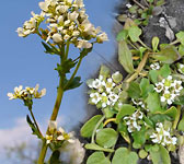 Cochlearia officinalis