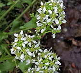 Cochlearia pyrenaica