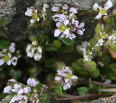 Cochlearia danica