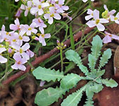 Arabidopsis arenosa