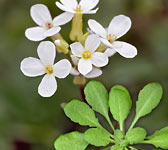 Arabidopsis thaliana