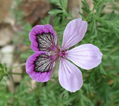 Erodium glandulosum