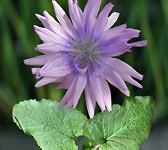 Lactuca macrophylla