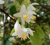 Styrax officinalis