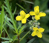 Diplotaxis tenuifolia